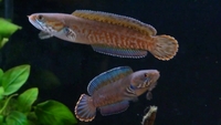 Snakehead, Arowana and more www.ethan-fish-sales.org