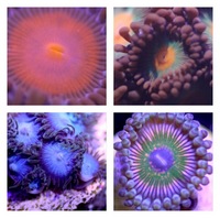 Ultra Rare Zoas & Palys