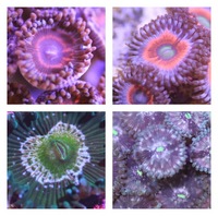 Ultra Rare Zoas & Palys