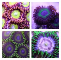 Ultra Rare Zoas & Palys