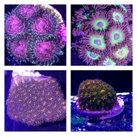 Ultra Rare Zoas & Palys