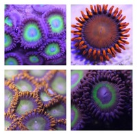 Ultra Rare Zoas & Palys