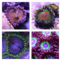 Ultra Rare Zoas & Palys