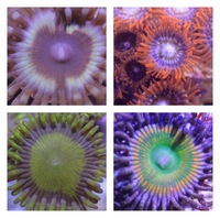 Ultra Rare Zoas & Palys