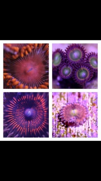 Ultra Rare Zoas & Palys