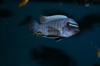 F1 Labeotropheus Trewavasae Taiwan Reef