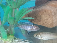 Malawi cichlids