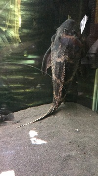 18 inch common plec