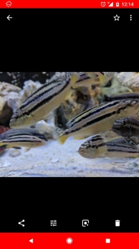 Male and female aurtus malawi tropical fish