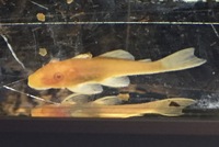 Albino Bristlenose Pleco