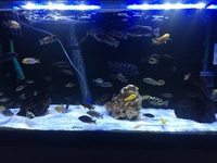 Cichlid Tank Shutdown