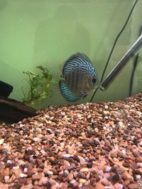 Discus for sale