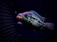 Parachromis La Ceiba RARE Rapps import