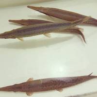 RED ERYSTIC FLORIDA GARFISH THIS WEEKEND LASTR CHANCE TO ORDER