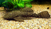 I want to buy CLOWN PLECO or sterbai corydoras or any algae eater