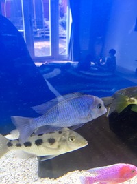 Male Malawi cichlid £50 SOLD