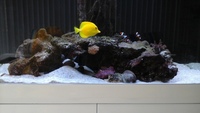 Marine tank & full setup for sale £500 ono