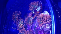 anemones and nice leather coral