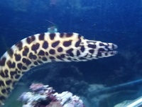 Moray eel,(leopard) and tank break down