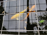 5 Quality Koi for Sale