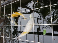 5 Quality Koi for Sale