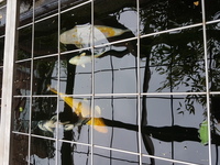 5 Quality Koi for Sale