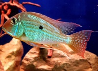 True Geophagus Neambi