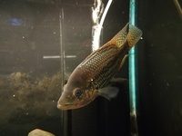 MALE UMBEE CICHLID