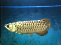 Crossback 24K Golden Arowana Fish £700