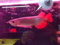 HIGH QUALITY SUPER RED ASIAN AROWANA