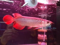 HIGH QUALITY SUPER RED ASIAN AROWANA