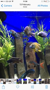 Cichlids