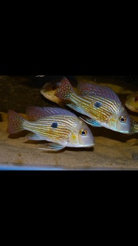 ALBINO STERBAI ,GEOPHAGUS PINDARE ,CLOWN PLECS