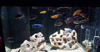 Tank closure Malawi cichlids