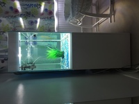 Aquael Glossy 100 Aquarium And Cabinet Set in High White Gloss, 215 litres