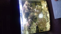 94litre Kent marine aquarium with skimmer, heater, pump and lights