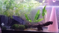 FREE Adult Angelfish - Weston Super Mare