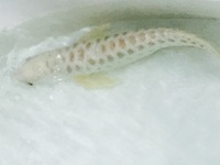 NEW ARRIVALS ... AROWANA AND MORE