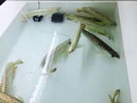 NEW ARRIVALS ... AROWANA AND MORE