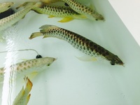 NEW ARRIVALS ... AROWANA AND MORE