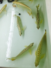 NEW ARRIVALS ... AROWANA AND MORE