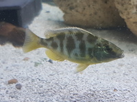 Malawi cichlids