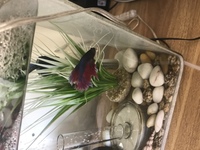 Betta free to loving home