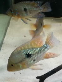 Gymnogeophagus rhabdotus