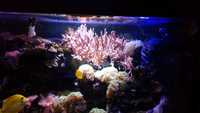 Complete marine fish tank set-up - including all fishes