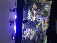 Aqua one 400 marine tank. £1250