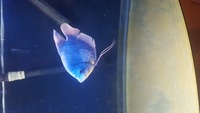 8 inch Giant gourami FREE TO GOOD HOME