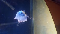 8 inch Giant gourami FREE TO GOOD HOME