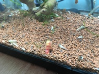 (Free) Malysian Trumpet / Ramshorn Snails