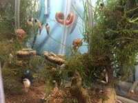 (Free) Malysian Trumpet / Ramshorn Snails